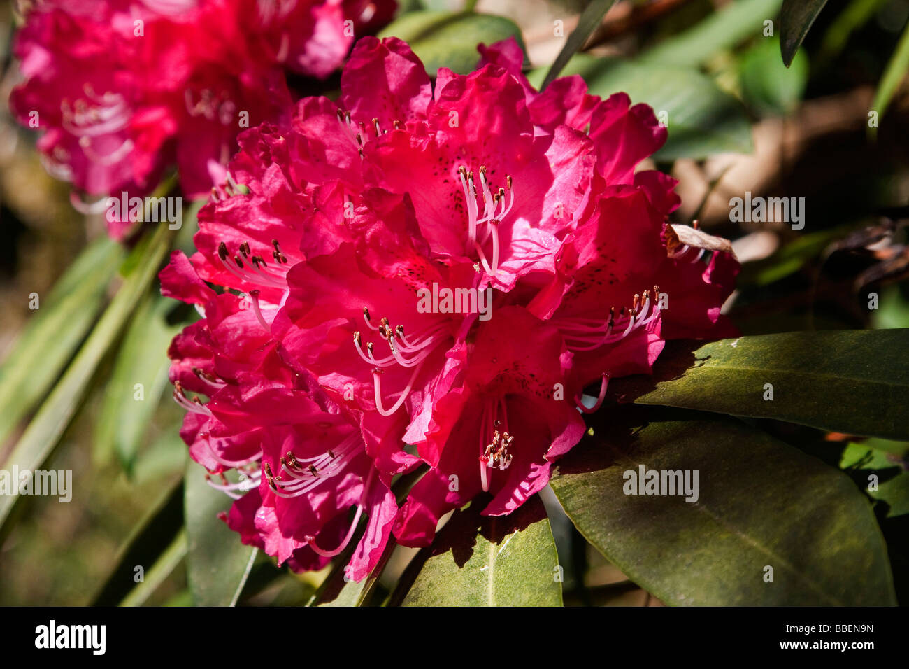 Rojo, Rhododendon Caerhays Castle Garden Foto de stock