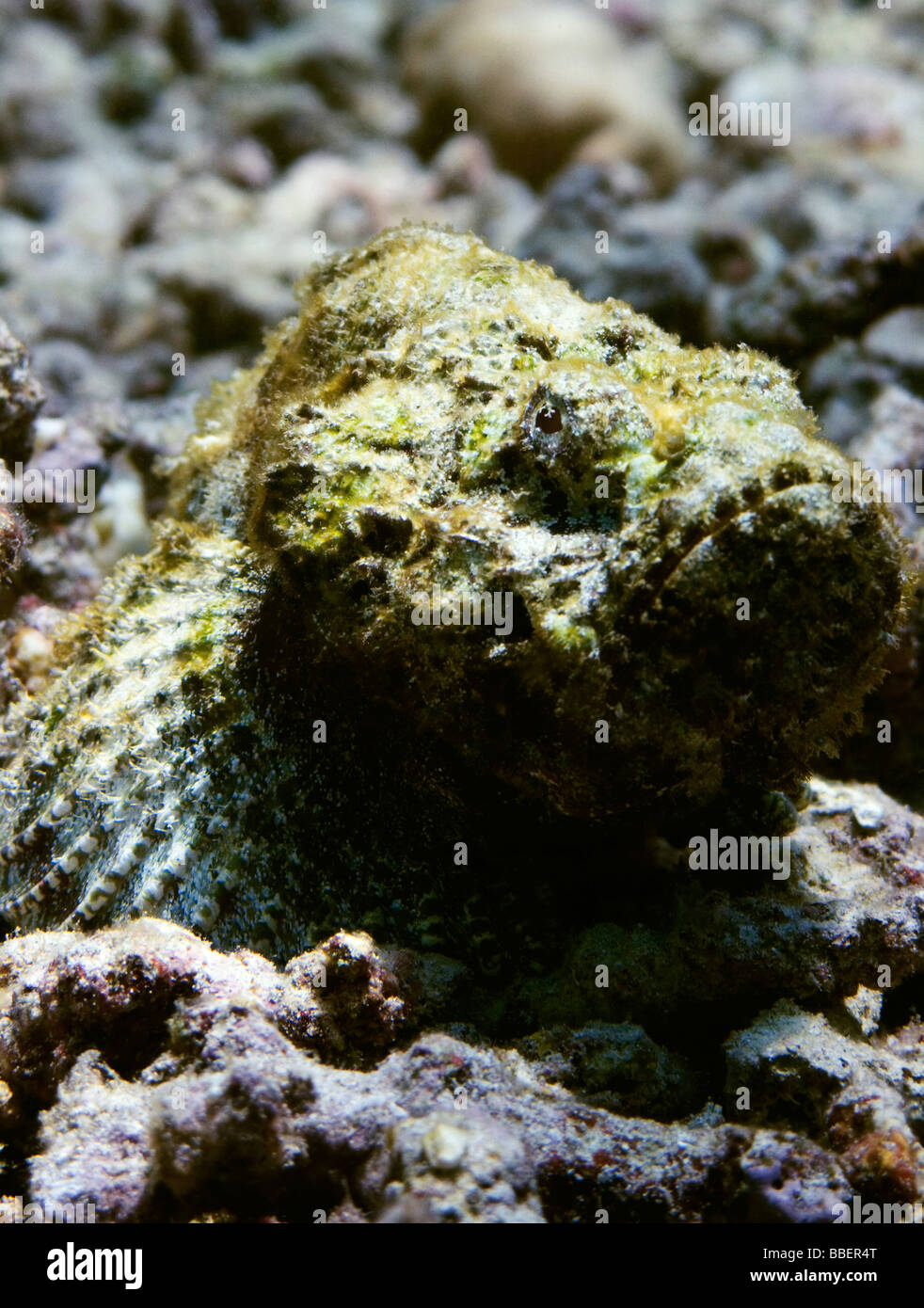 Pez Escorpion Diablo Fotos E Imagenes De Stock Alamy Pez Escorpion Diablo Fotos E Imagenes De Stock Alamy
