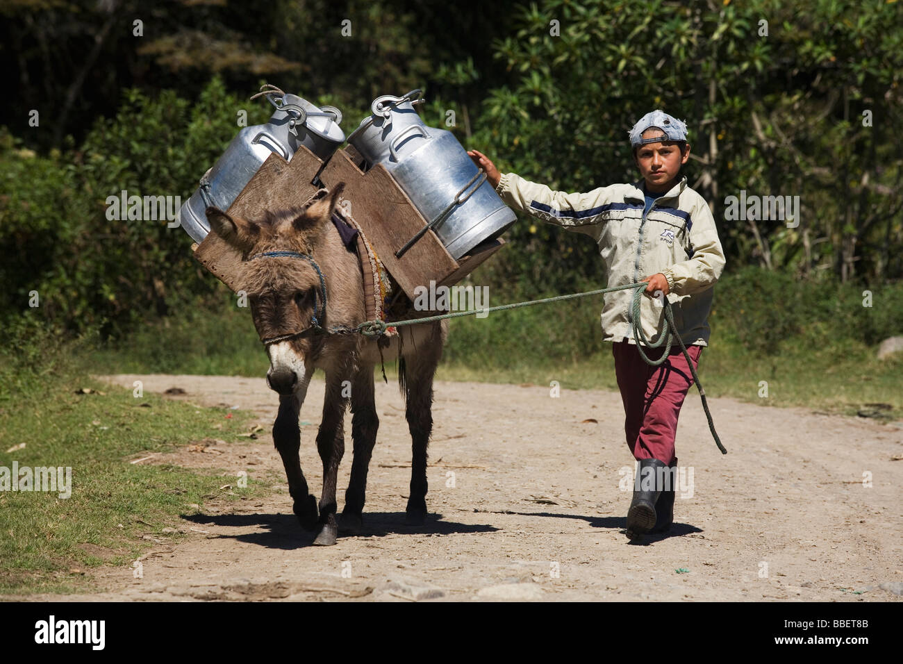 Un niño usa un burro para llevar la leche al lechero. Irubi, provincia Imbabura, Ecuador Foto de stock
