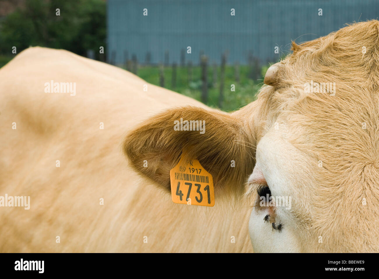 Vaca con oreja, cerca de la etiqueta Foto de stock