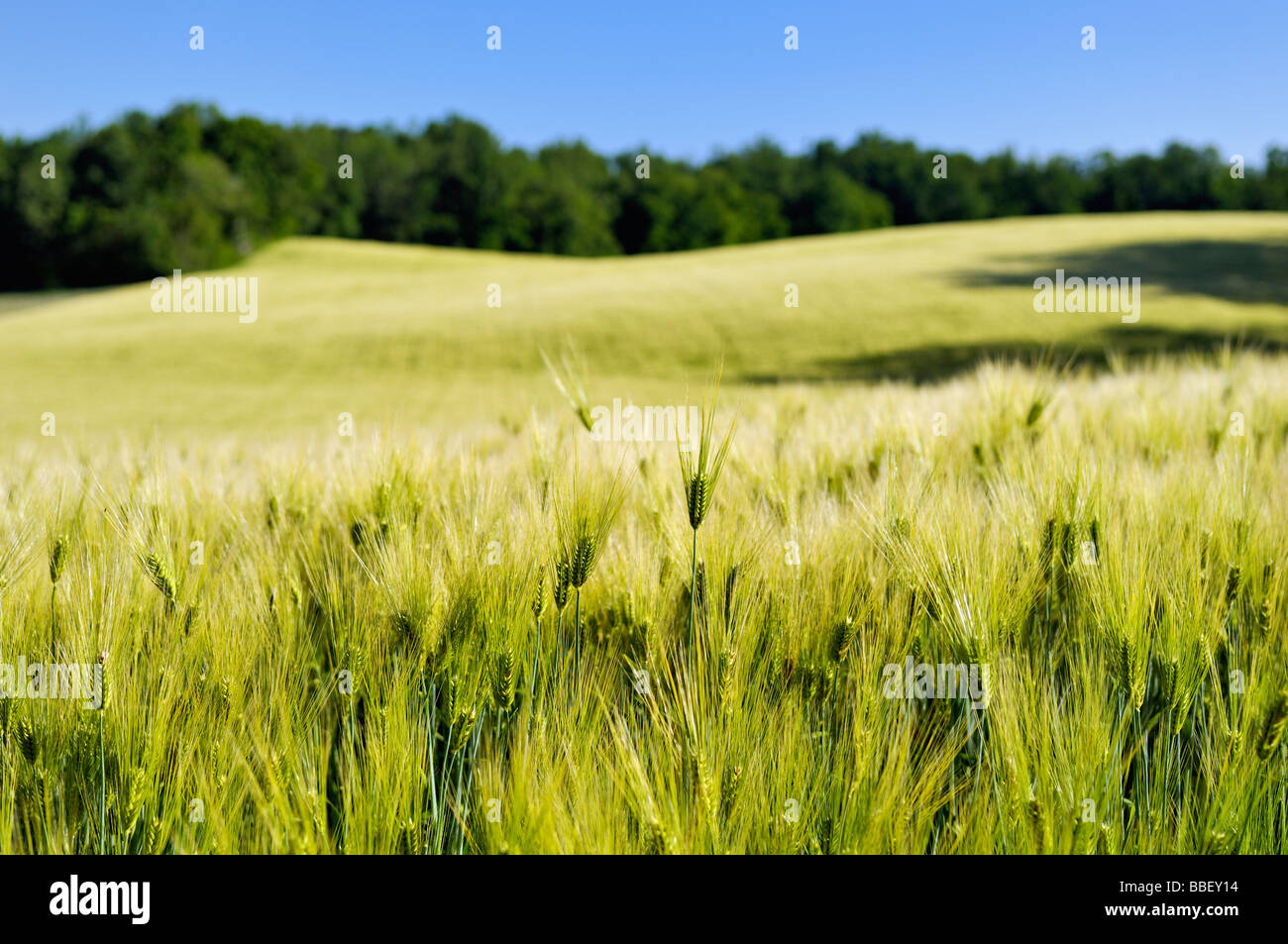 Campo de trigo en el midwestern Harrison County Indiana Foto de stock