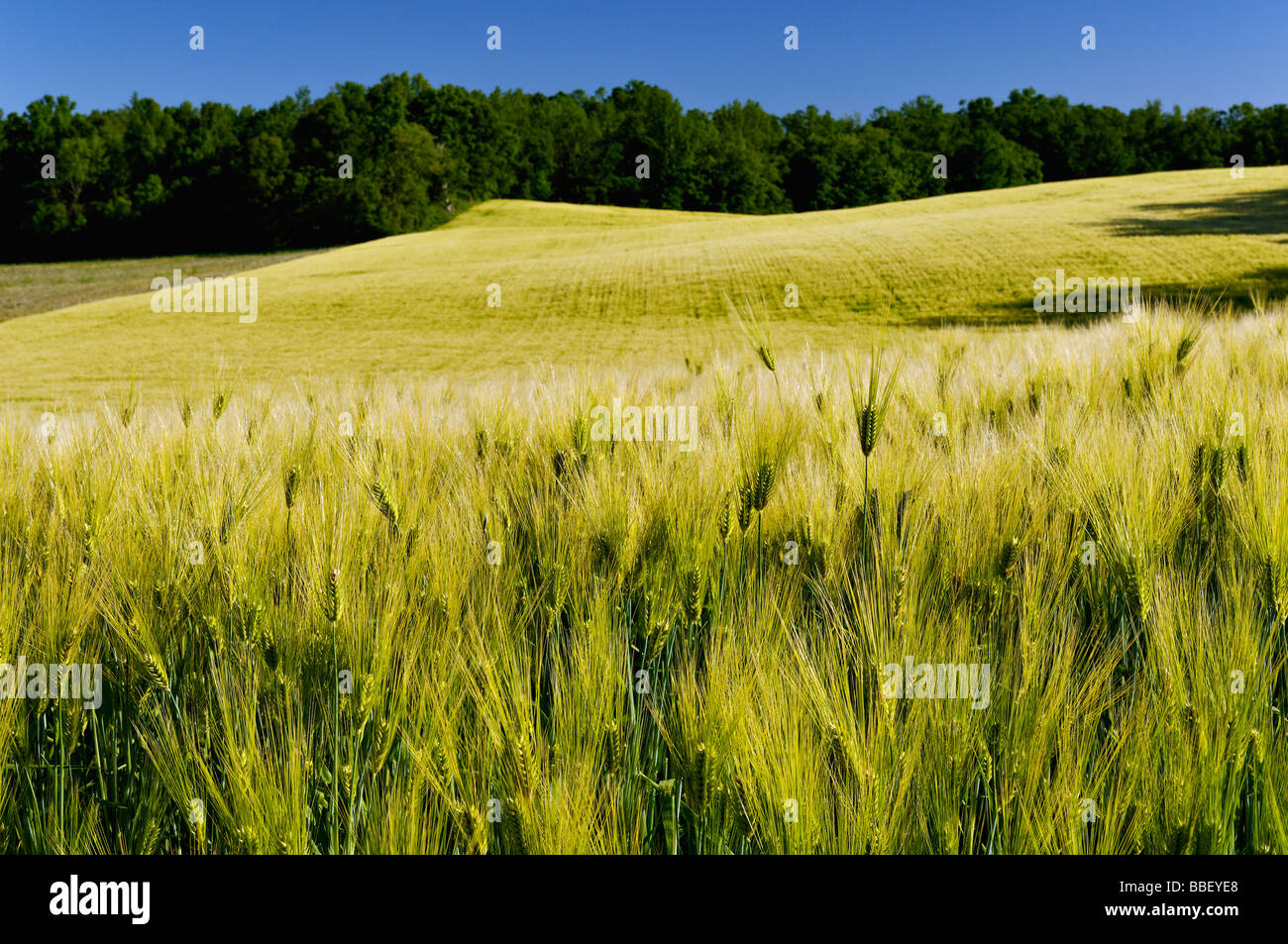Campo de trigo en el midwestern Harrison County Indiana Foto de stock