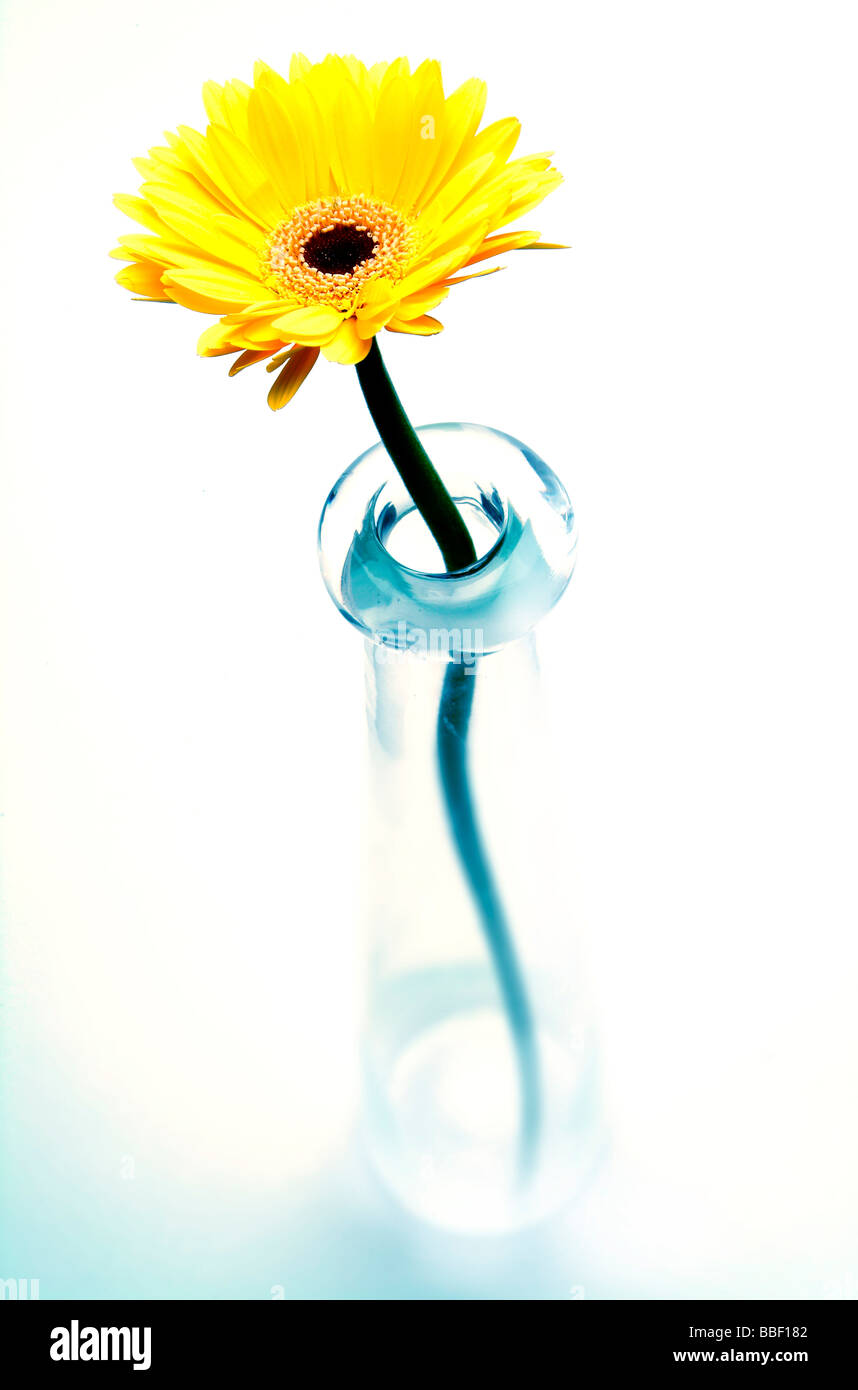 Daisy Gerber creativamente flor amarilla encendida en un estudio. Foto de stock