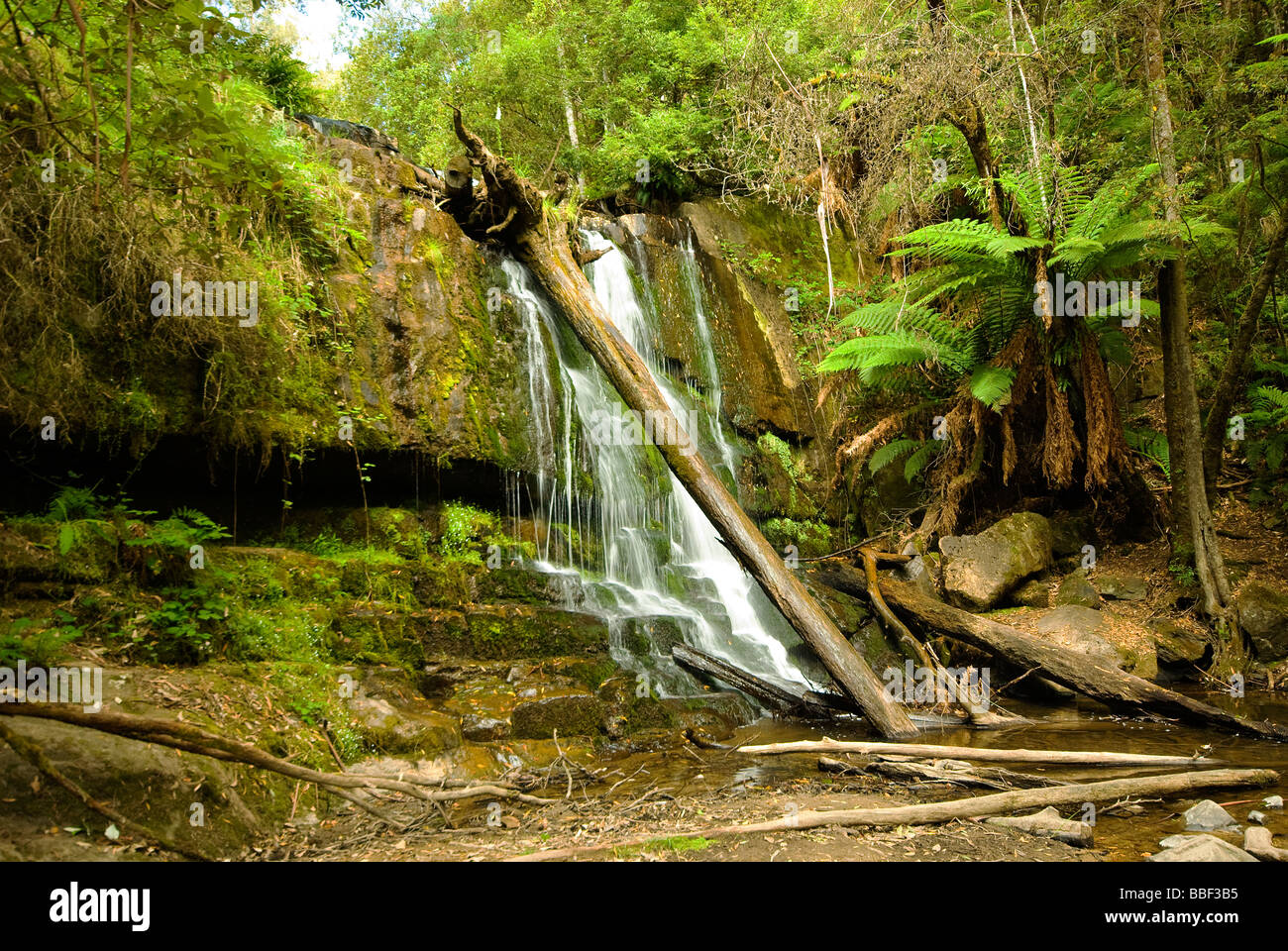 Cascada de la selva. Foto de stock