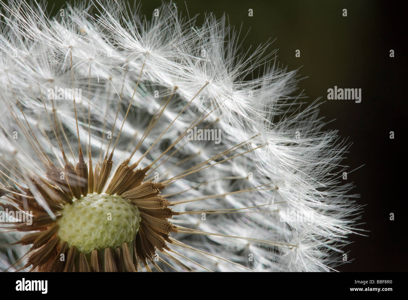 Cabeza de semillas de diente de león. Taraxacum. En el Reino Unido. Foto de stock