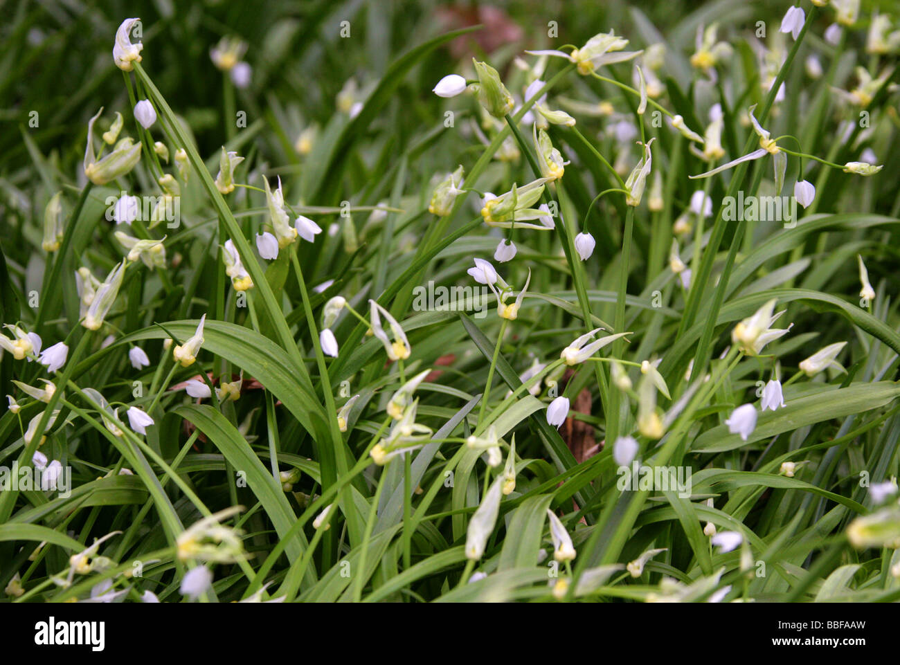 Algunos de flor de flor o pocos puerro Ajo, Allium paradoxum, Liliaceae Foto de stock