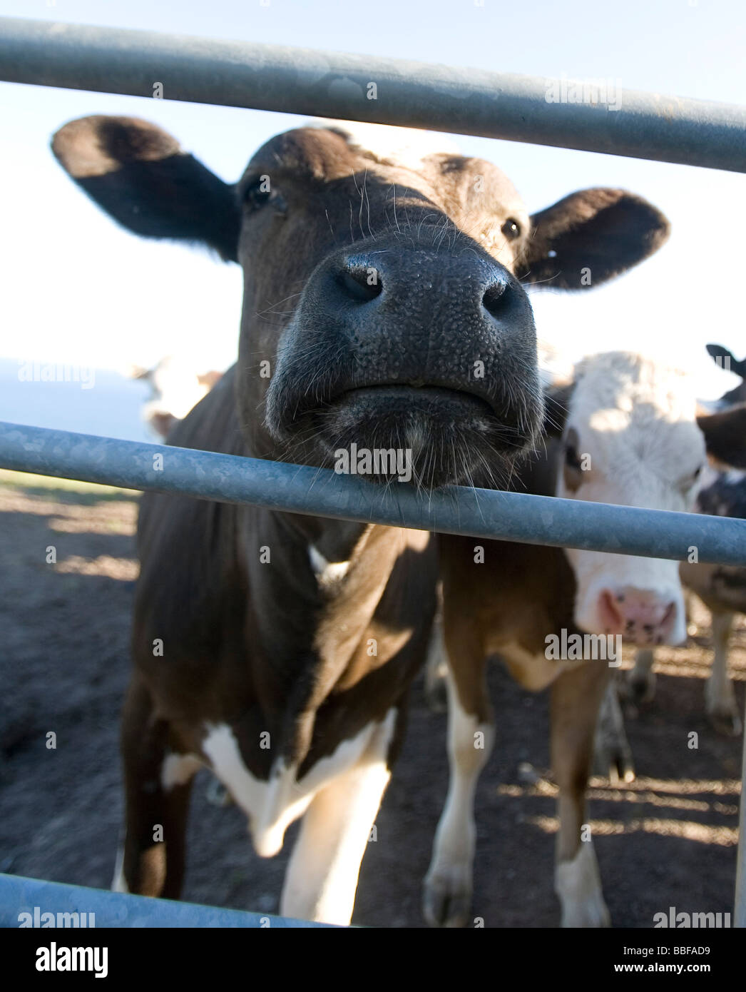 Una nariz vacas húmedo en un día soleado pokeing a través de una puerta Foto de stock