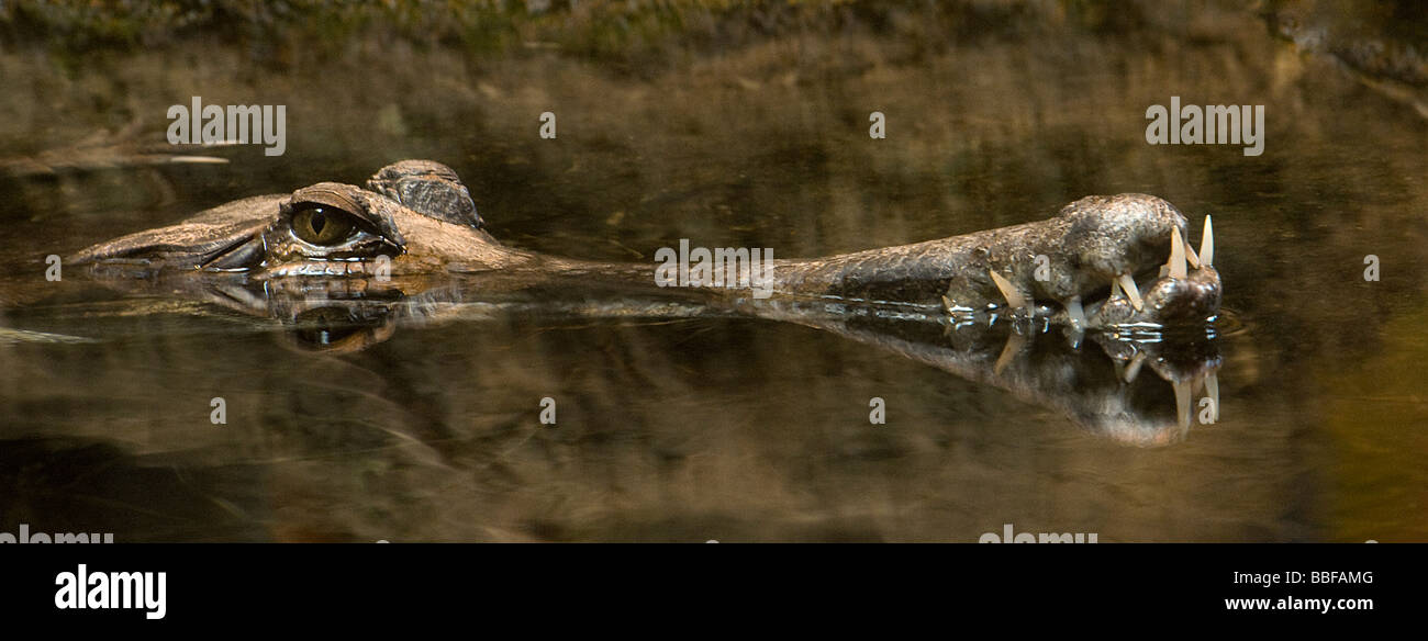 Malaya o falso gavial gavial superficies Foto de stock