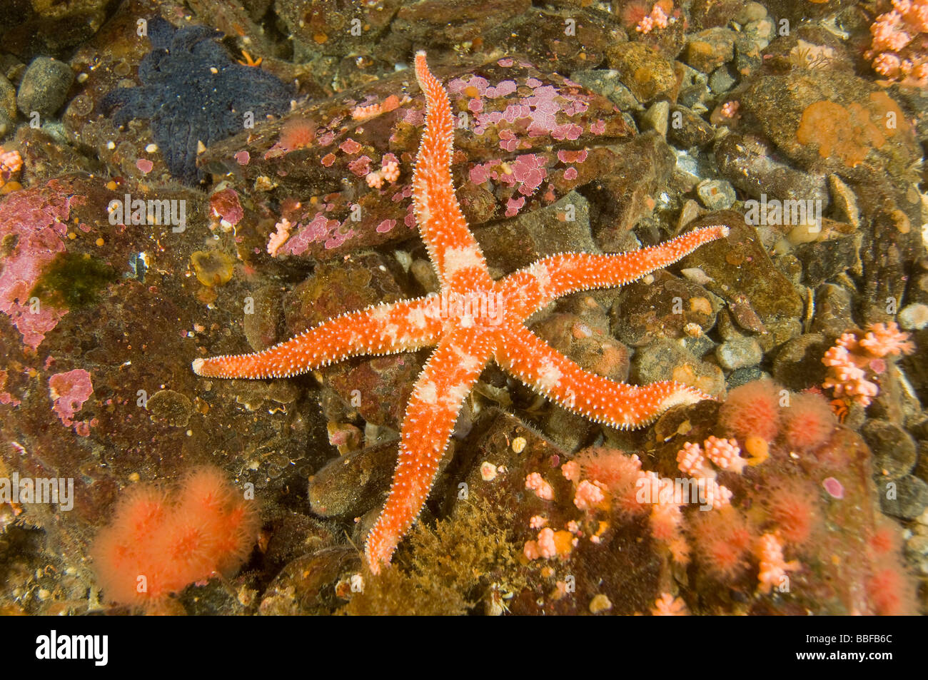 Starfish Orthasterias koehleri Rainbow Star sureste de Alaska Foto de stock