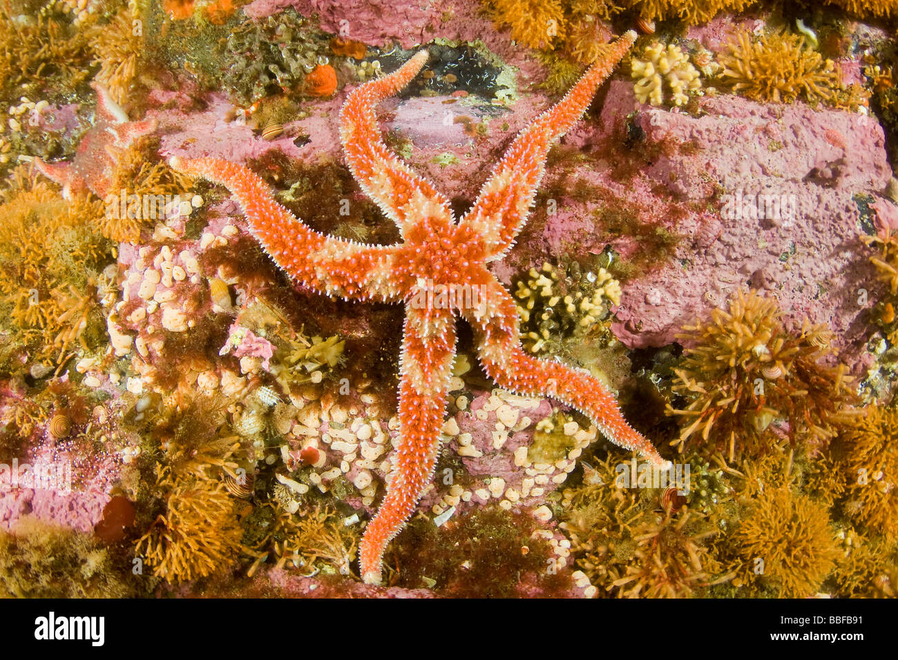 Starfish Orthasterias koehleri Rainbow Star sureste de Alaska Foto de stock