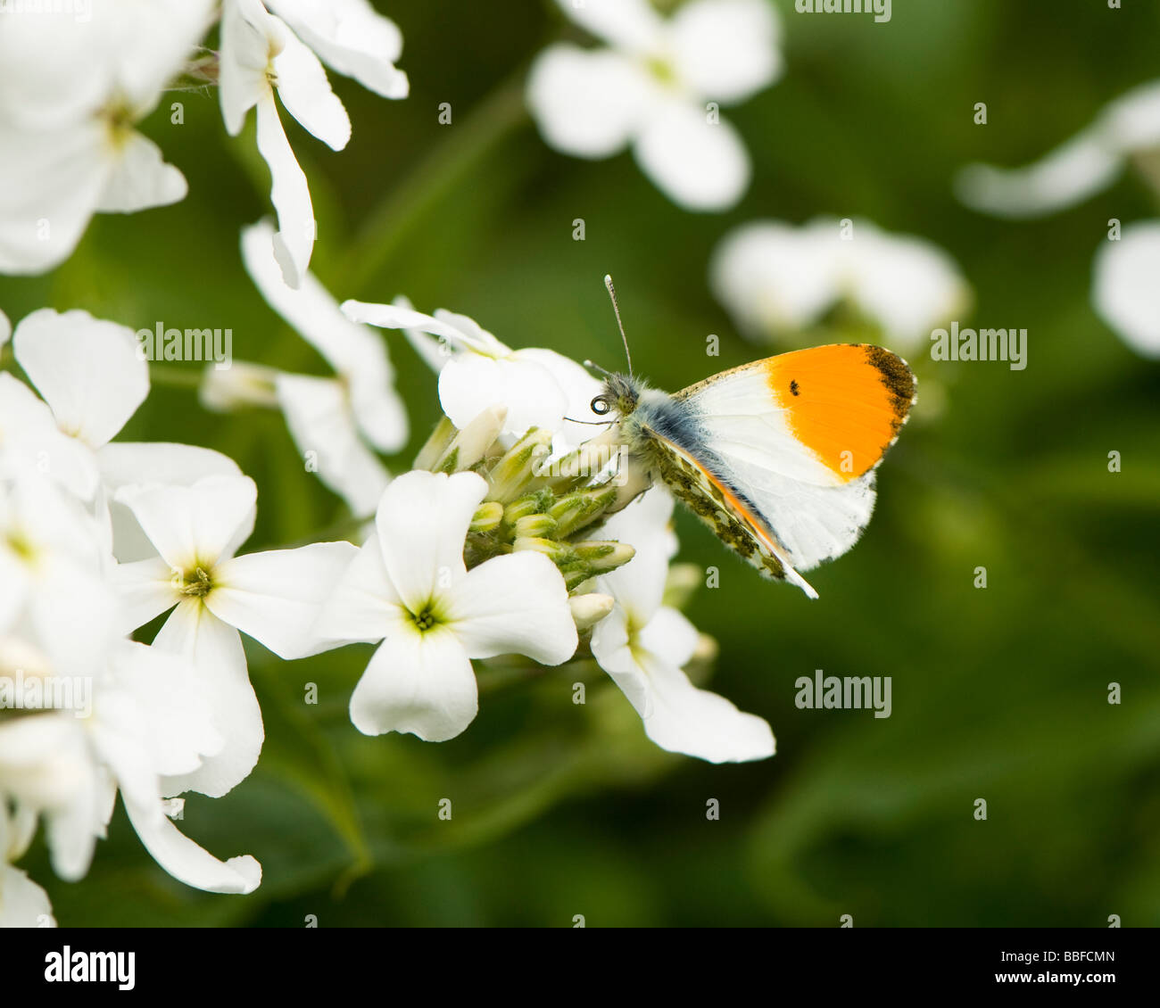 Cerca de una punta anaranjada Mariposa Anthocharis cardamines Foto de stock