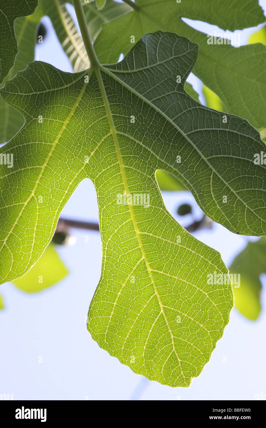 Hoja de parra fotografías e imágenes de alta resolución Alamy