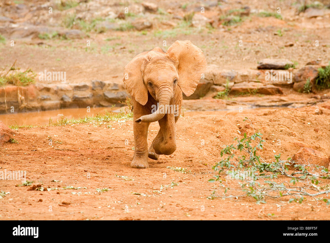Joven huérfano bebé elefante a David Sheldrick Wildlife Trust santuario en Nairobi Kenya África Oriental Foto de stock