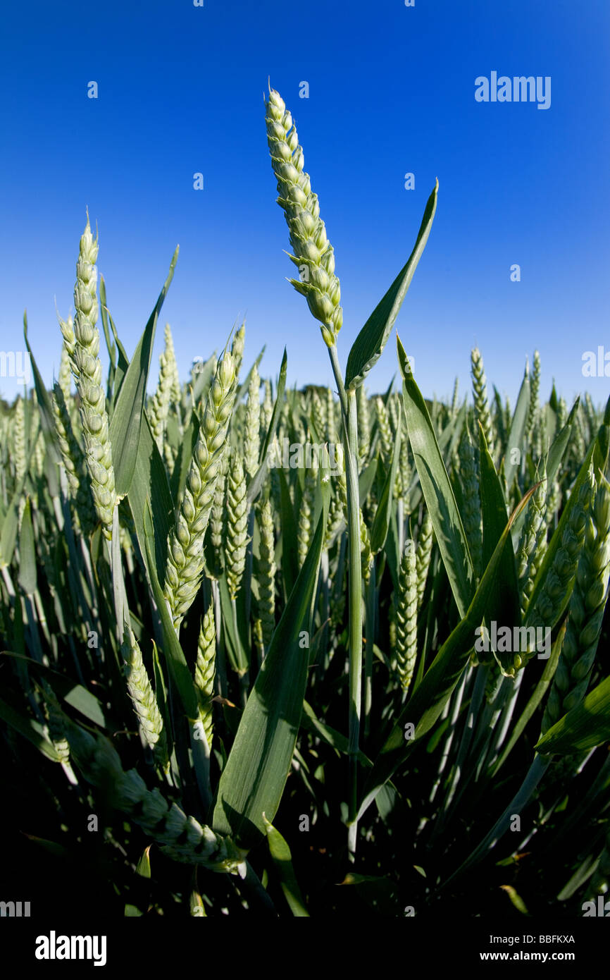 Cultivo de trigo de invierno en Lincolnshire Foto de stock