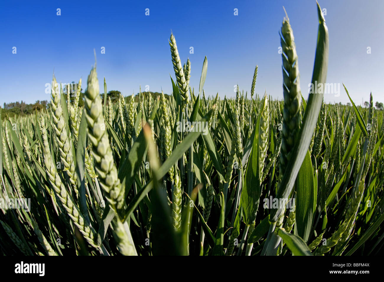 Cultivo de trigo de invierno en Lincolnshire Foto de stock
