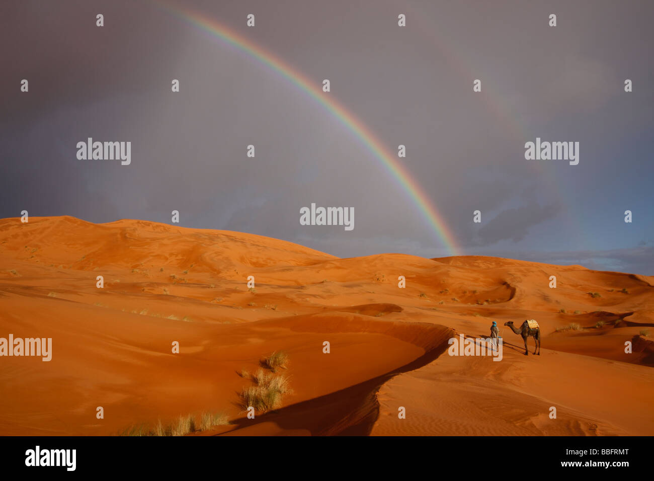 África, África del Norte, Marruecos, el desierto del Sahara, Merzouga, Erg Chebbi, líder Tribesman bereber, arco iris de camellos en el desierto Foto de stock