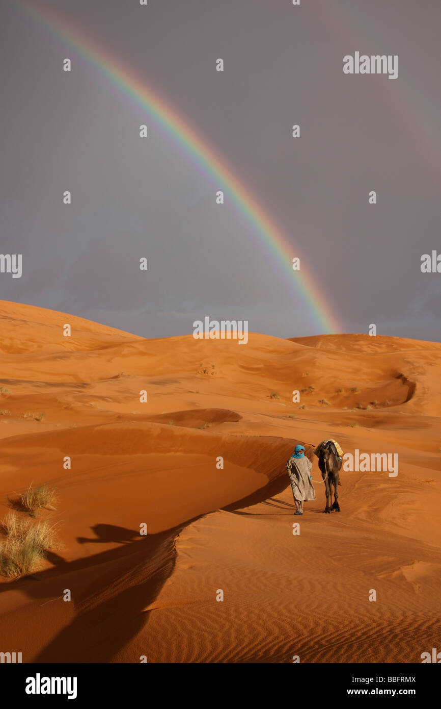 África, África del Norte, Marruecos, el desierto del Sahara, Merzouga, Erg Chebbi, líder Tribesman bereber, arco iris de camellos en el desierto Foto de stock