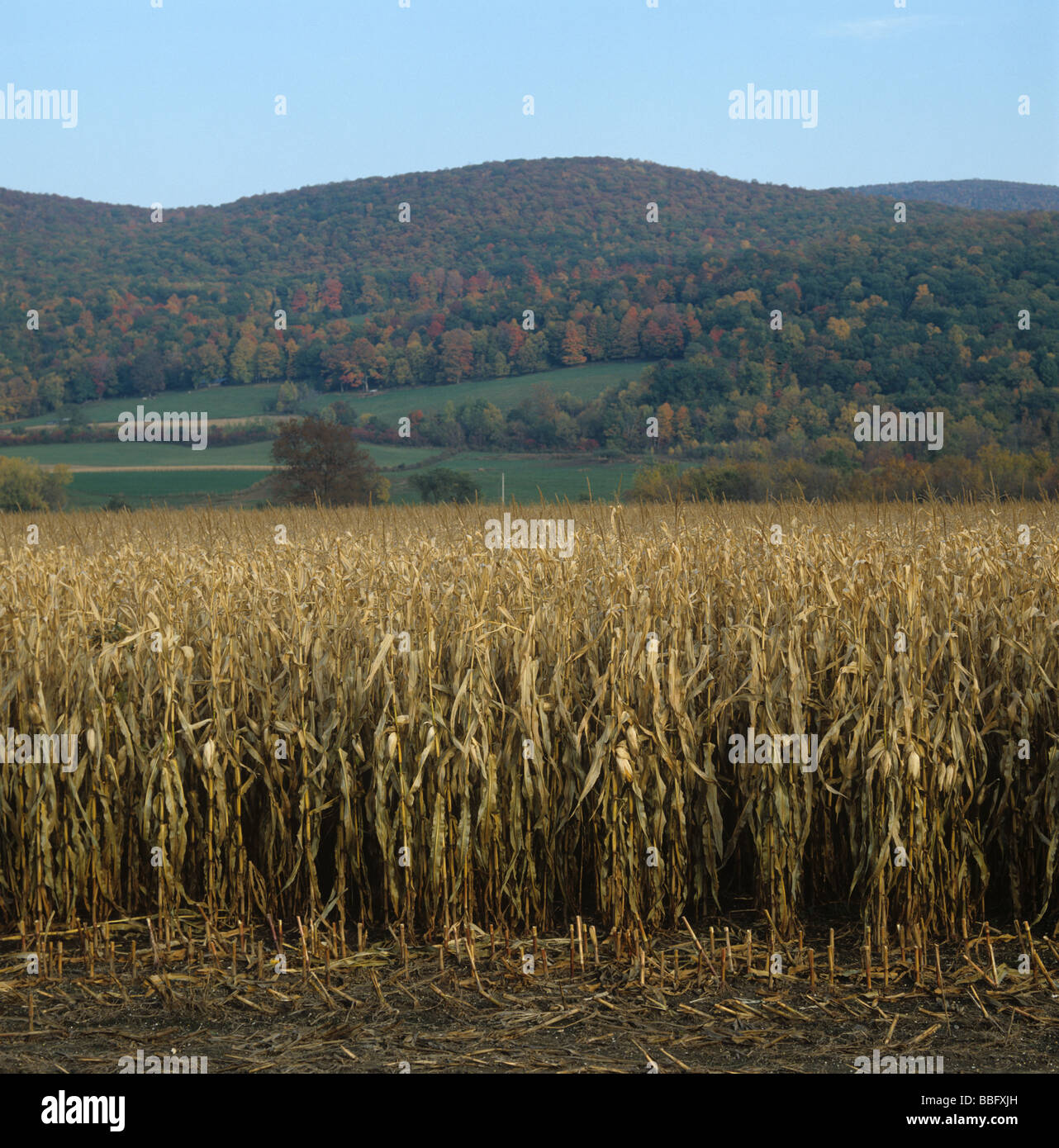 Parte seca maíz cosechado ganado alimente cosecha el estado de Nueva York, EE.UU. Foto de stock