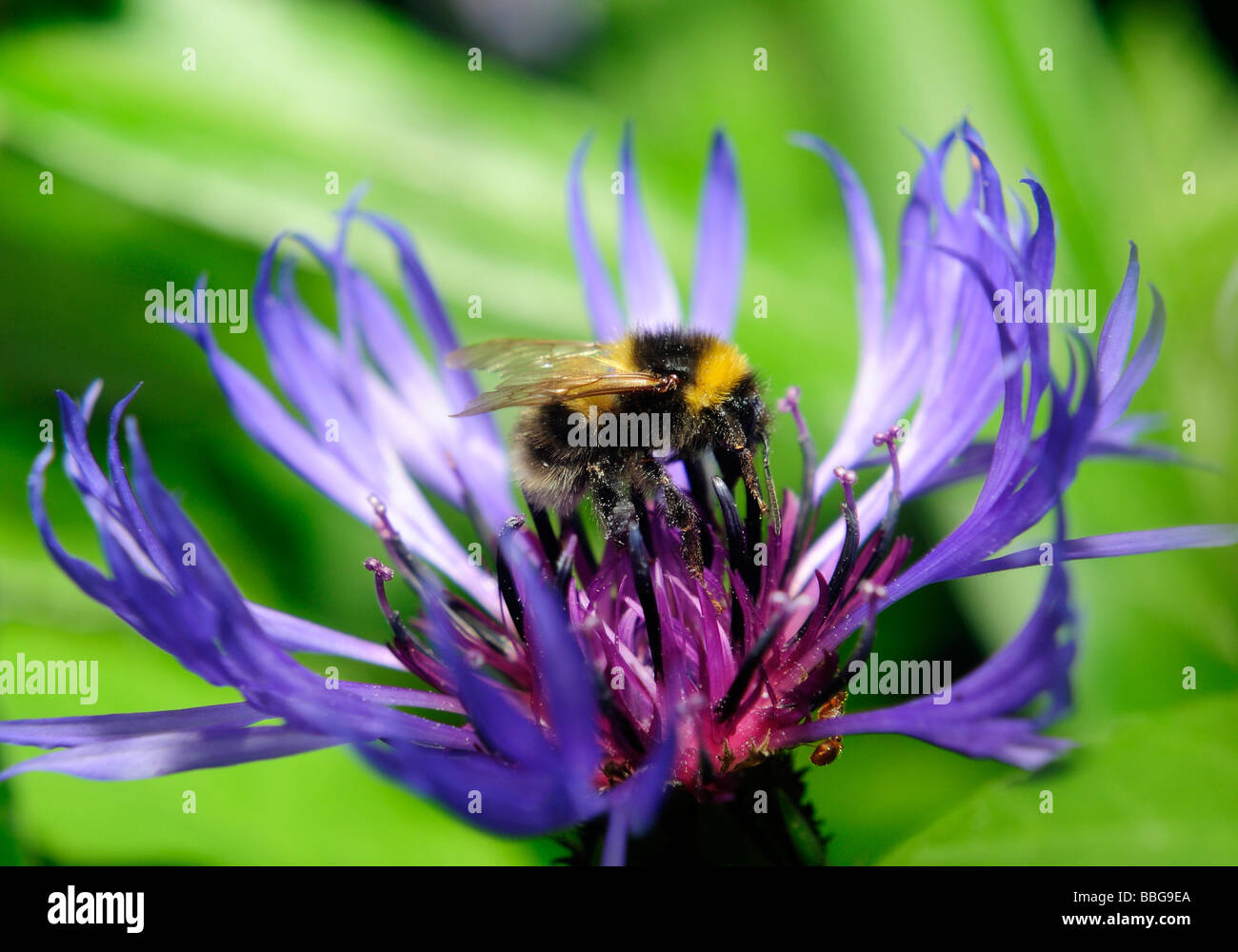 Bumble Bee en flor Foto de stock