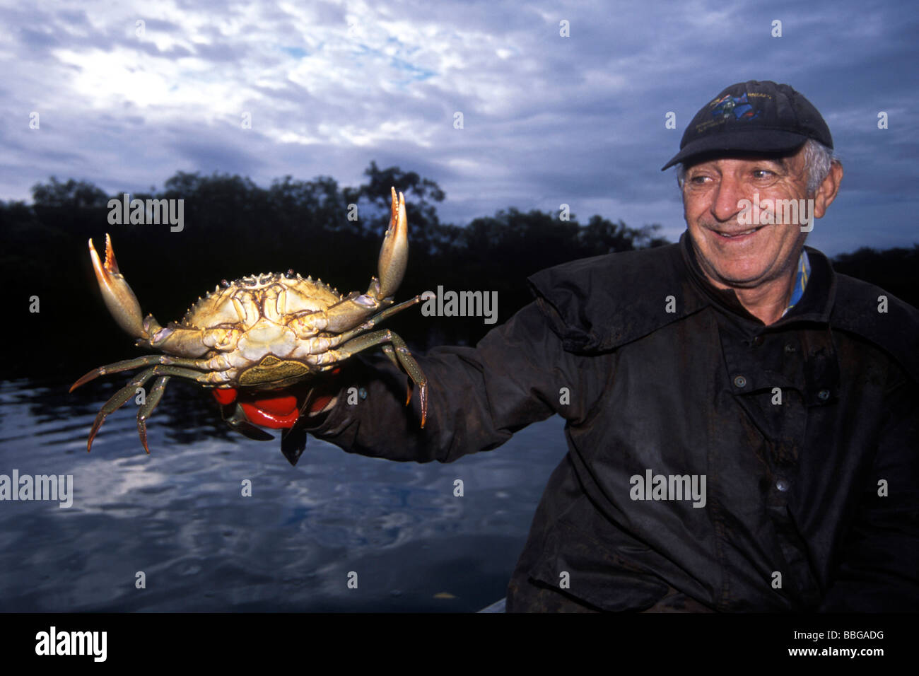 Egeo (Potamon potamios cangrejo de agua dulce), el pescador, el cangrejo, Queensland, Australia Foto de stock