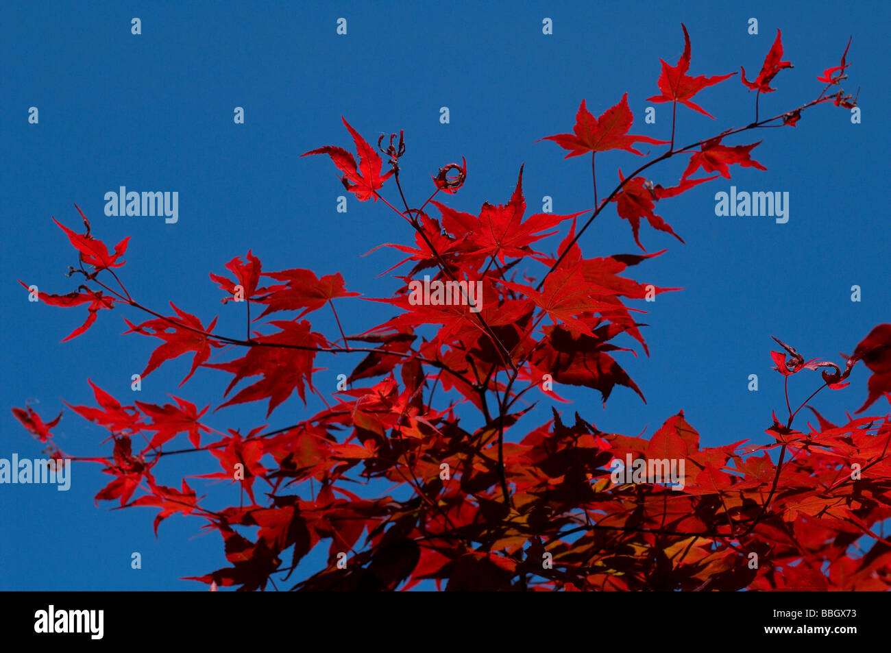 Acer Palmatum o hojas de arce japonés Foto de stock