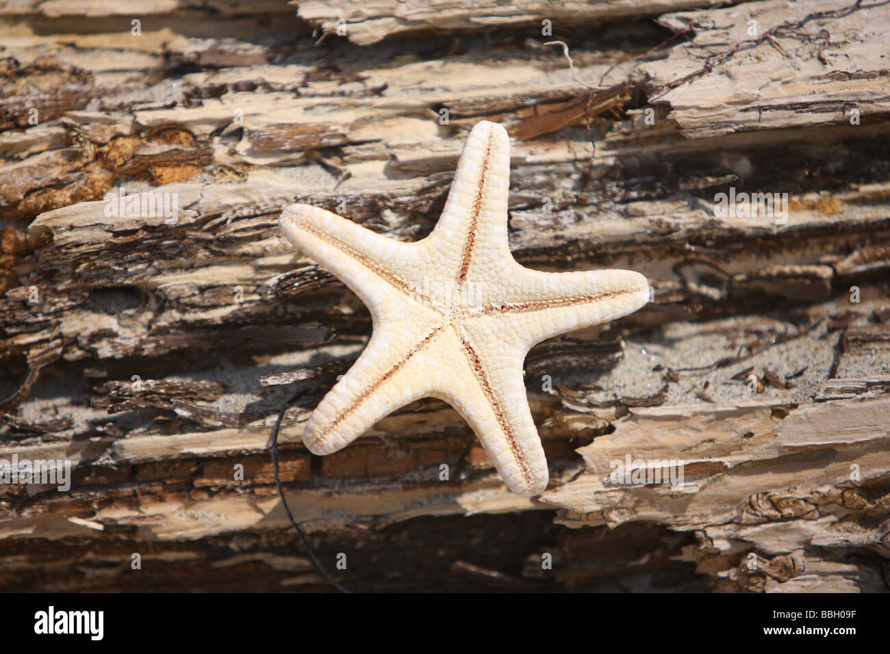 Starfish en textura de madera desgastada Foto de stock
