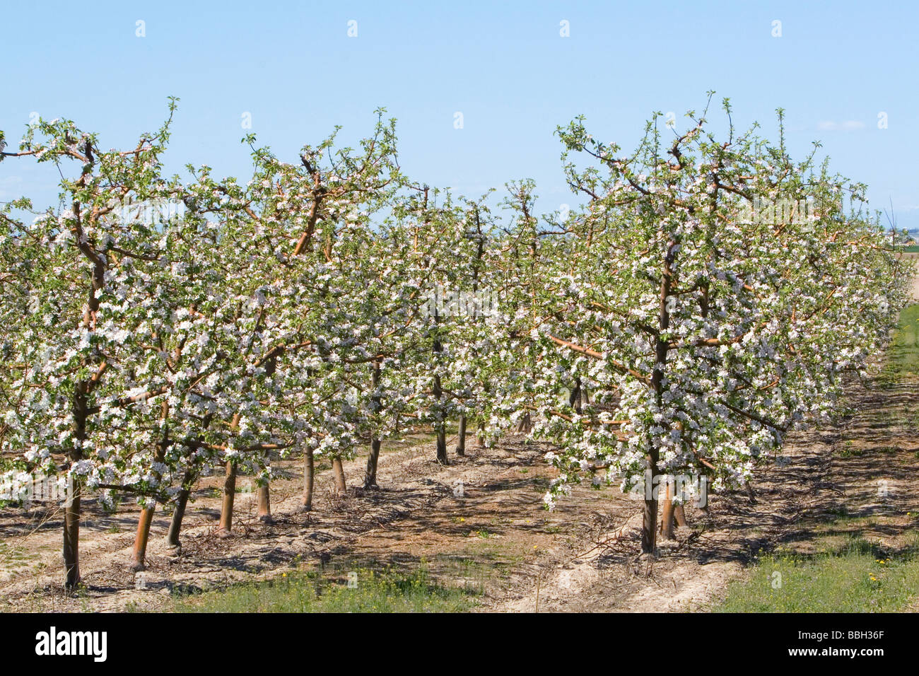 Apple florece en los árboles de un huerto cerca de Parma, Idaho, EE.UU. Foto de stock