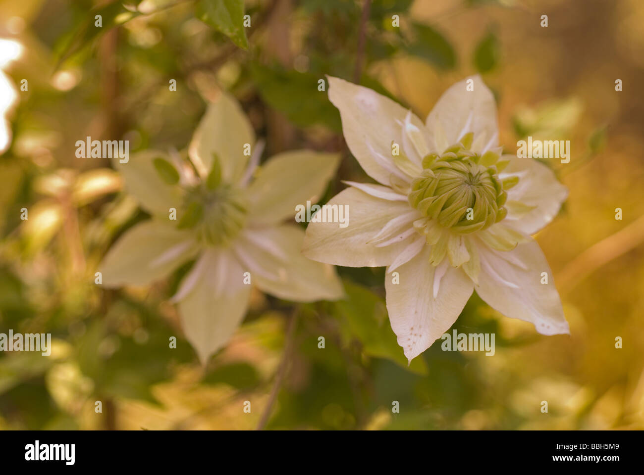 Clematis florida 'Alba plena', Ranuncolaceae Foto de stock