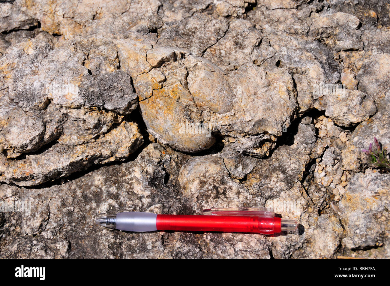 Un bivalvo fósil fundido en piedra caliza, Texas Hill Country, EE.UU.. Foto de stock