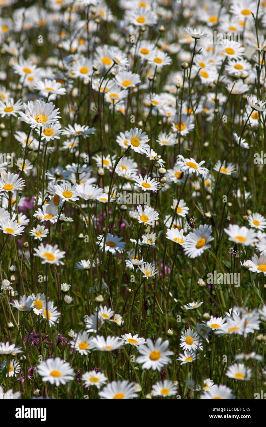 Inglés flores de manzanilla (Anthemis nobilis Fotografía de stock - Alamy