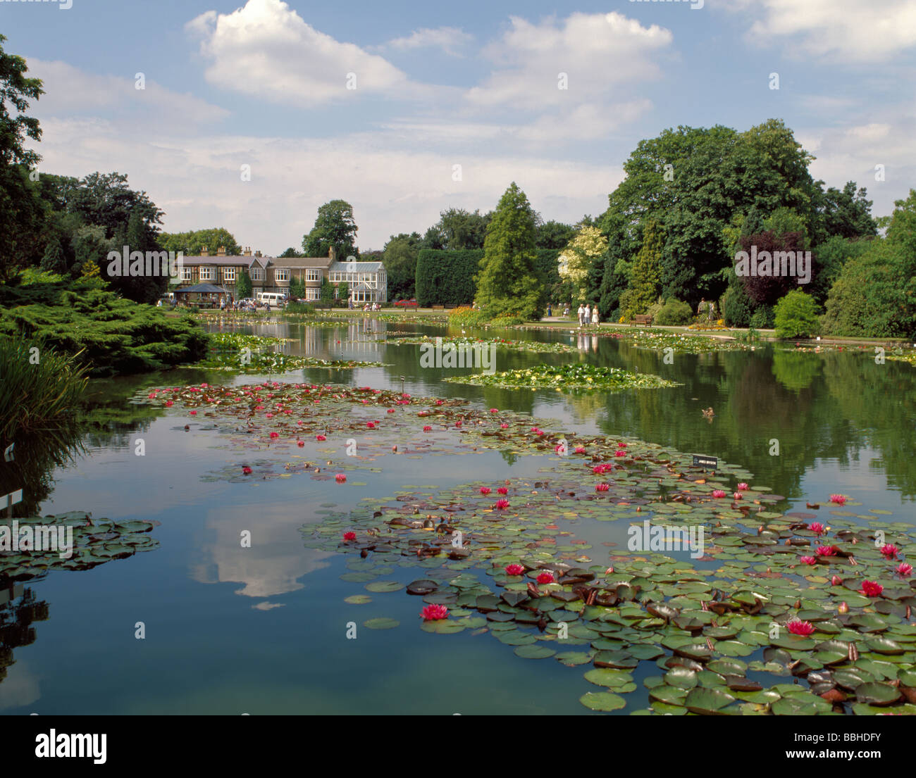 Burnby Hall Gardens (National Water Lily Collection), cerca Plocklington, East Yorkshire, Inglaterra, Reino Unido. Foto de stock