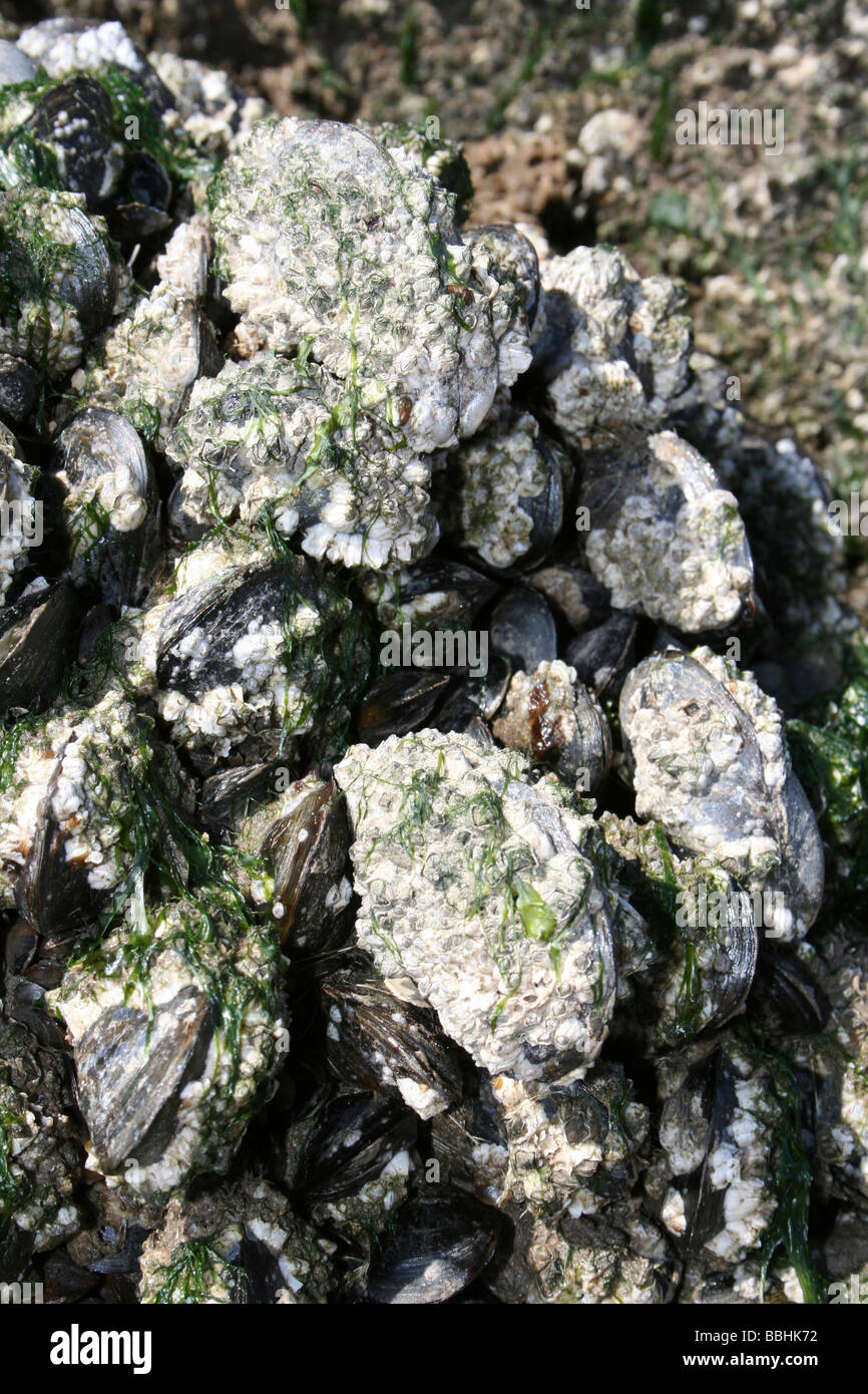 Percebe común incrustada Mejillones Mytilus edulis sobre una roca en New Brighton Wallasey, el Wirral, Merseyside, REINO UNIDO Foto de stock