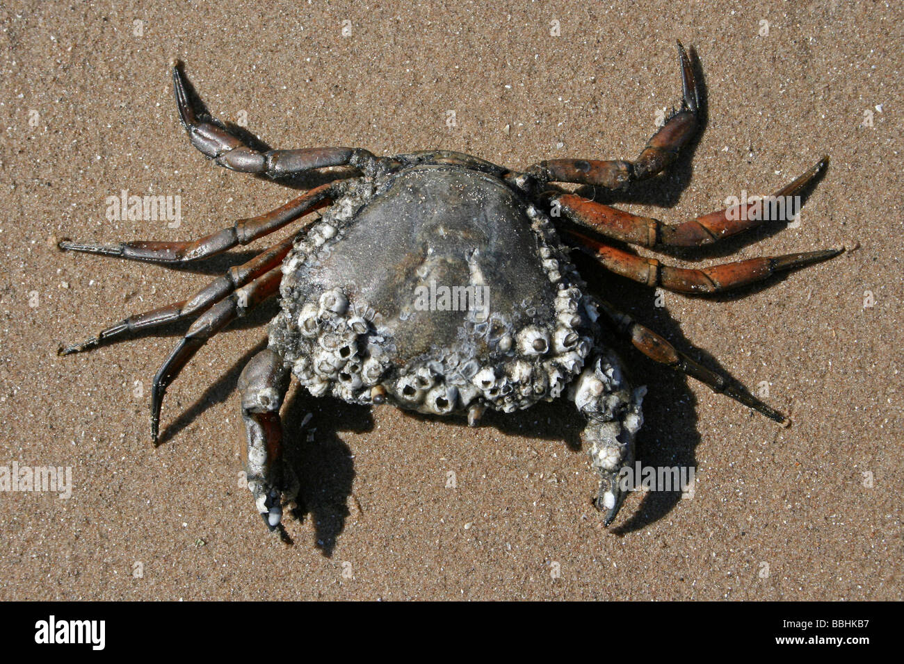 Costa común Carcinus maenas Cangrejo cubierto de percebes en la playa tomada en New Brighton, el Wirral, Merseyside, REINO UNIDO Foto de stock