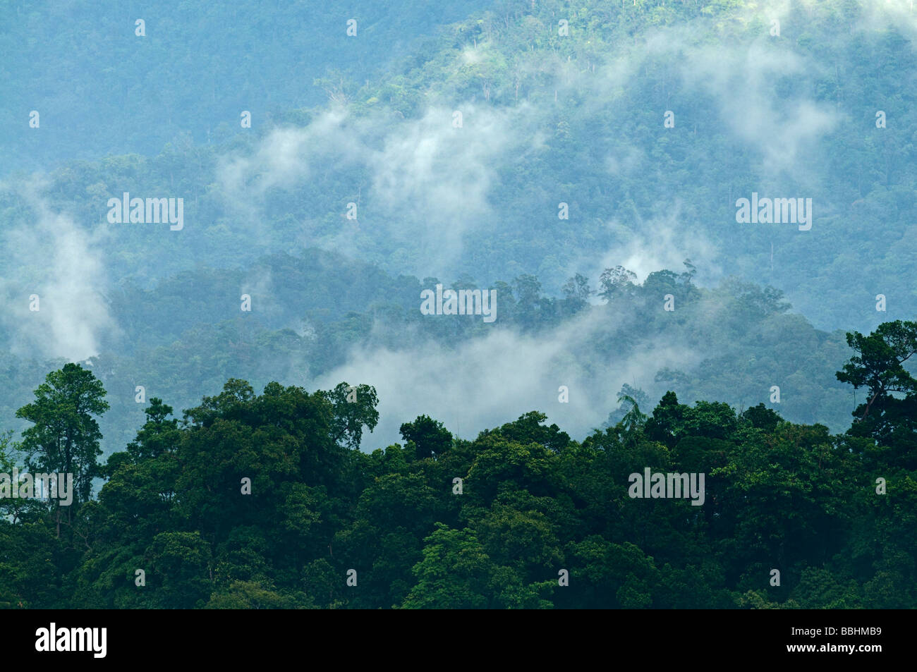 Bosques de tierras bajas de Puerto Princesa parque nacional Río Subterráneo de Palawan, Filipinas Foto de stock