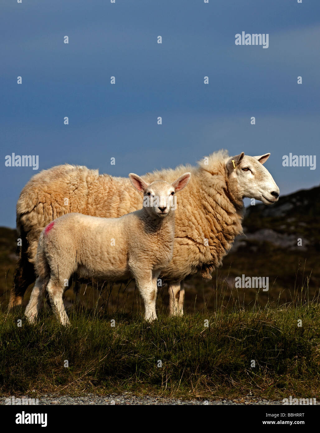 La madre de cordero y oveja por la carretera, Kintail Duirinish, Escocia, Reino Unido, Europa Foto de stock