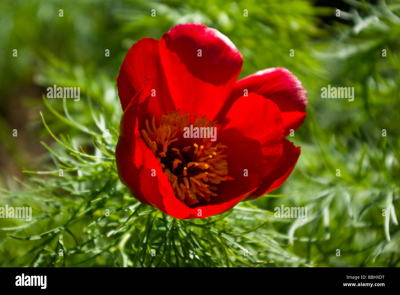 Gran hermosa flor amapola roja sobre fondo verde jardín Foto de stock