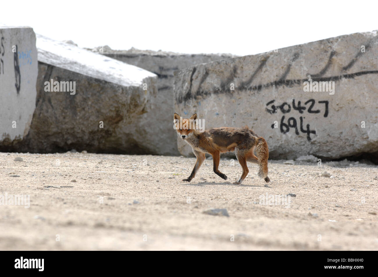 Fox en una cantera, REINO UNIDO Foto de stock