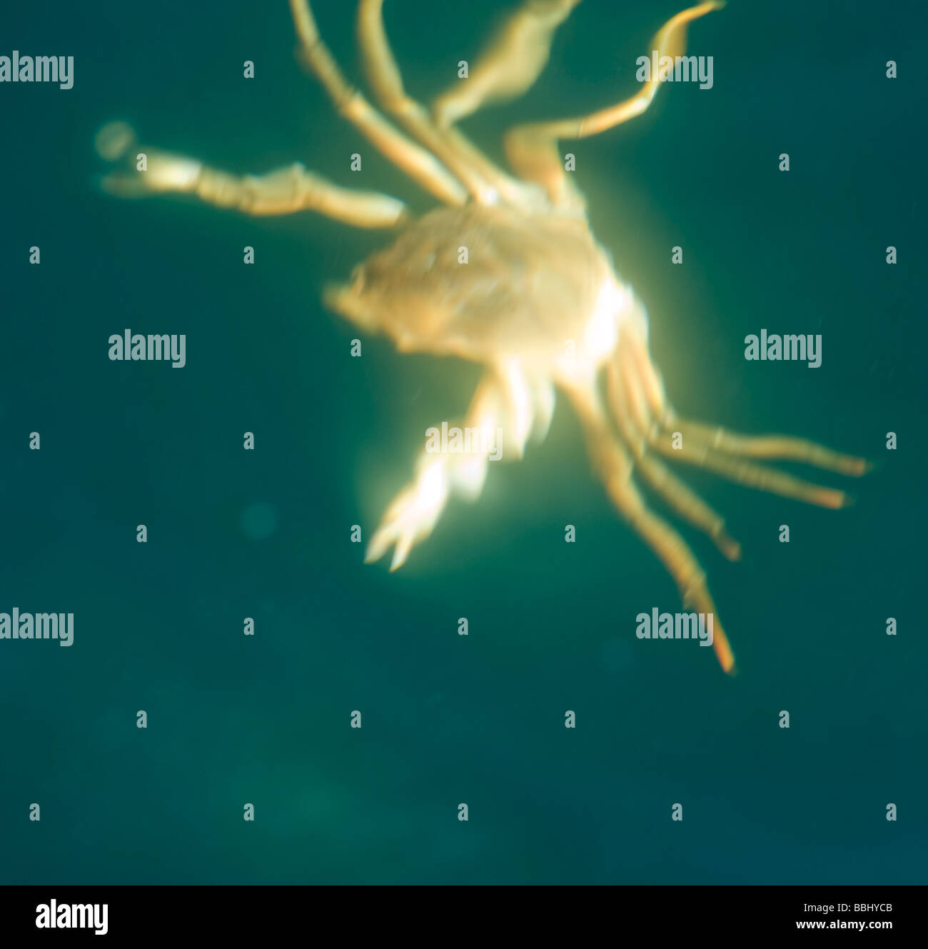 Concepto artístico de cangrejo Fotografía de stock Alamy