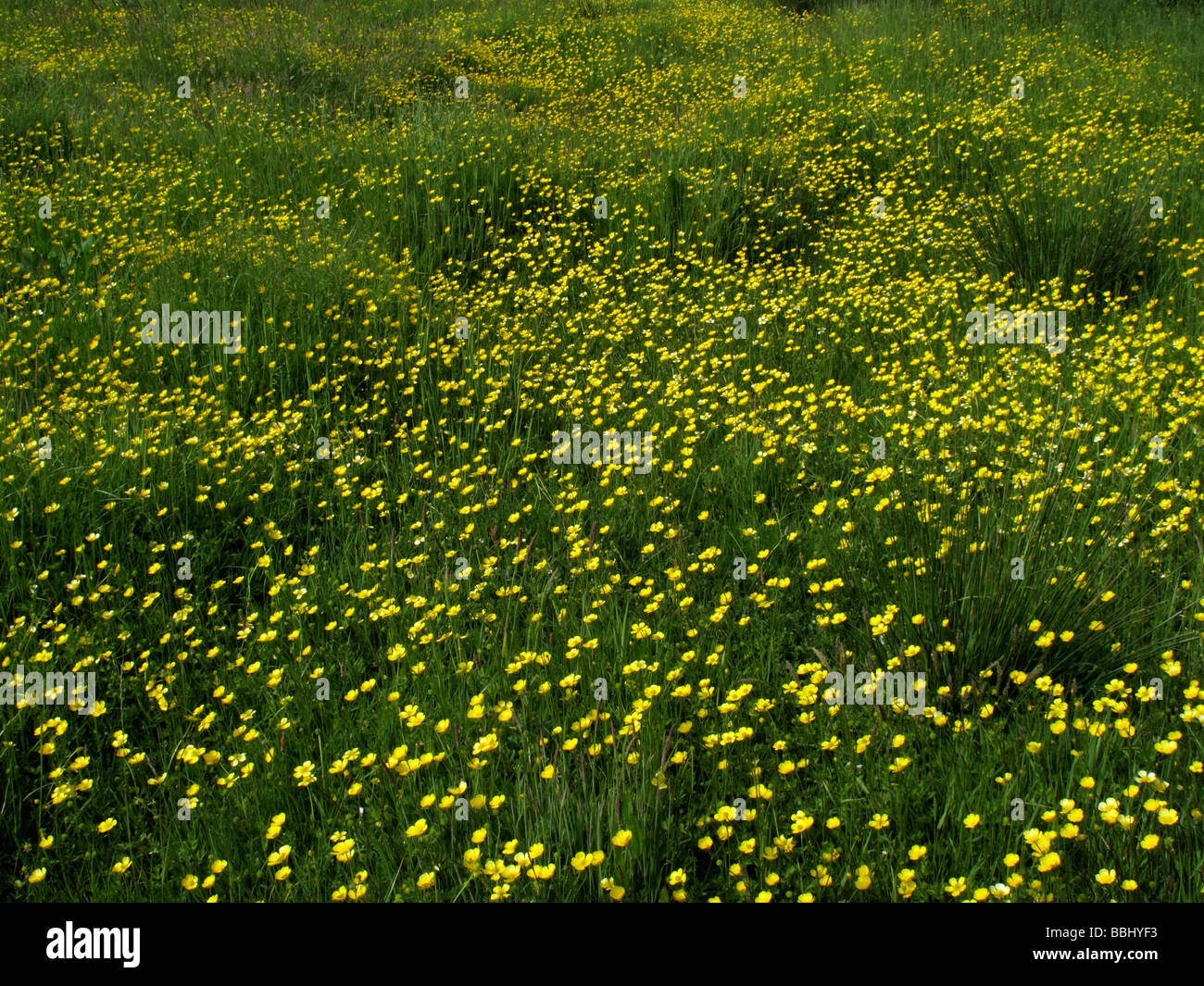 Buttercup meadow Foto de stock