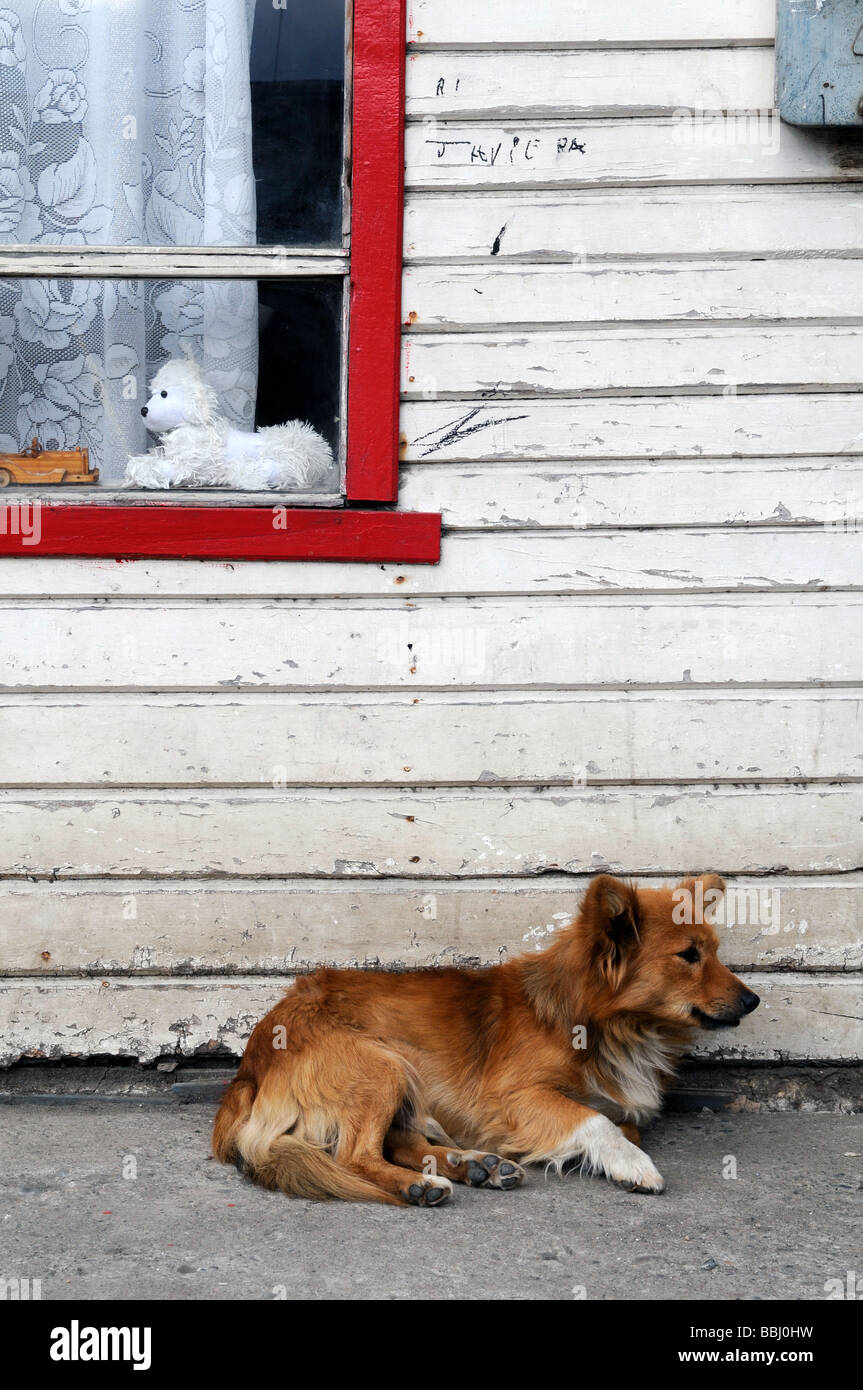Perro en la ventana fotografías e imágenes de alta resolución - Página 22 -  Alamy