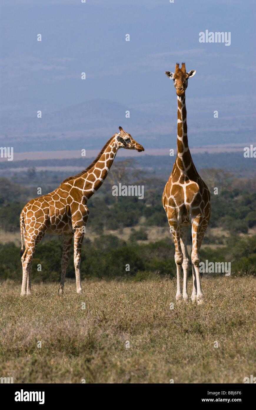 Jirafa reticulada Giraffa camelopardalis reticulata Laikipia Sweetwaters Privat reserva África oriental Kenia Foto de stock