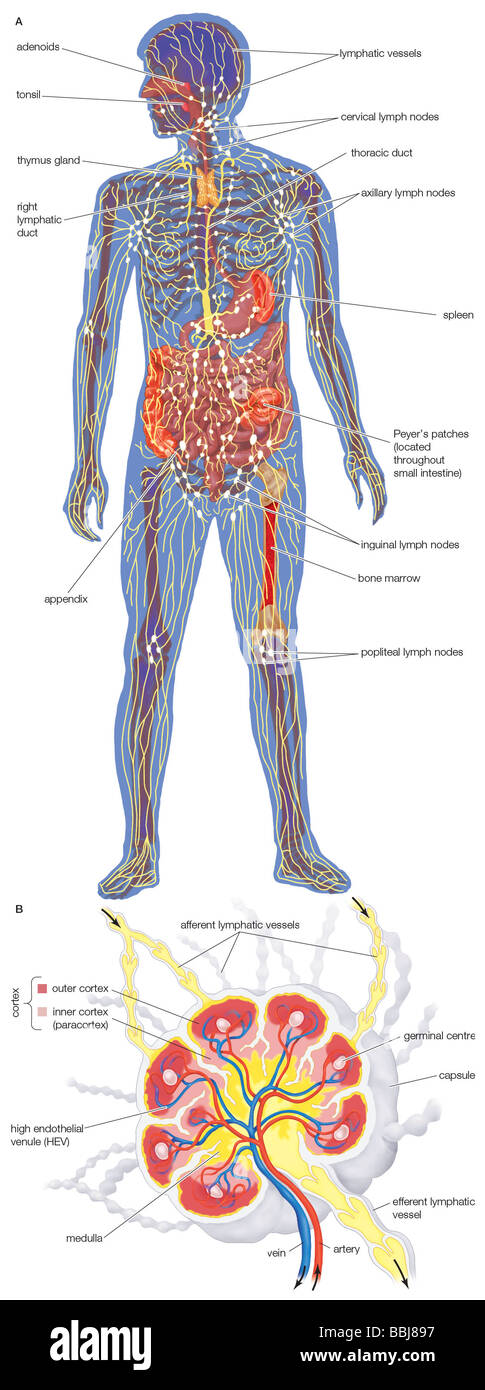 El sistema linfático humano, mostrando los vasos linfáticos y los órganos linfoides. Foto de stock