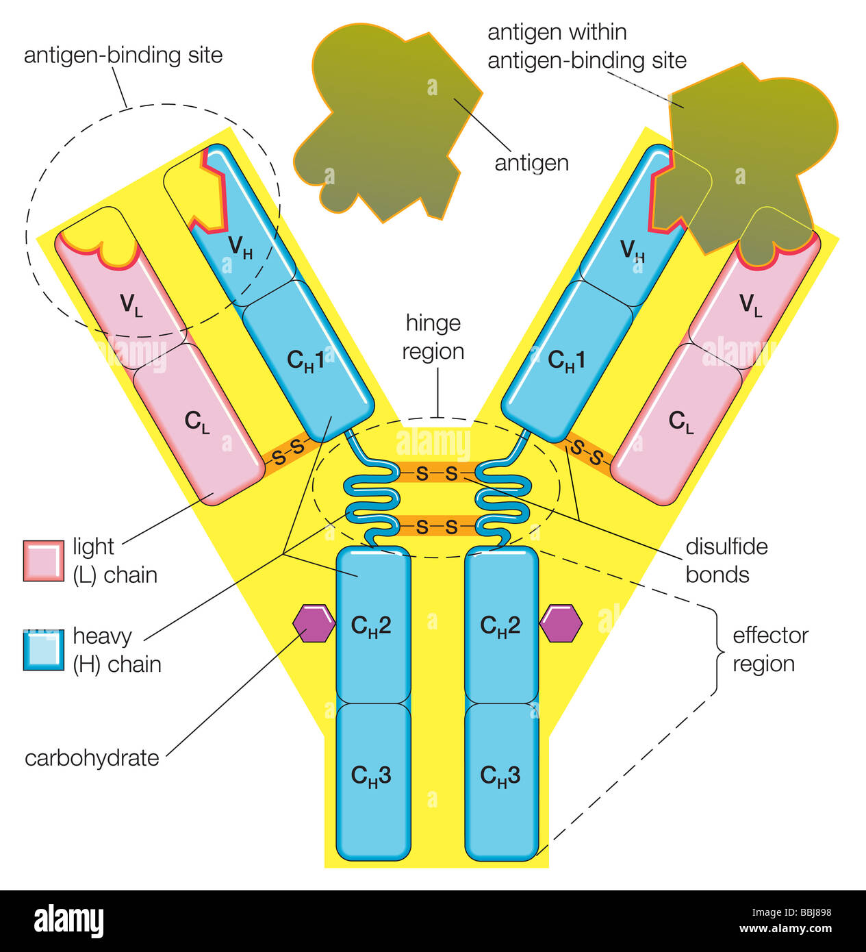 La estructura de una molécula de anticuerpo representa el dramático reordenamientos del ADN que ocurren en el sistema inmunitario de los mamíferos. Foto de stock