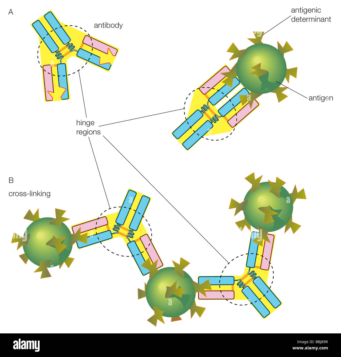 Antibody combining site fotografías e imágenes de alta resolución Alamy