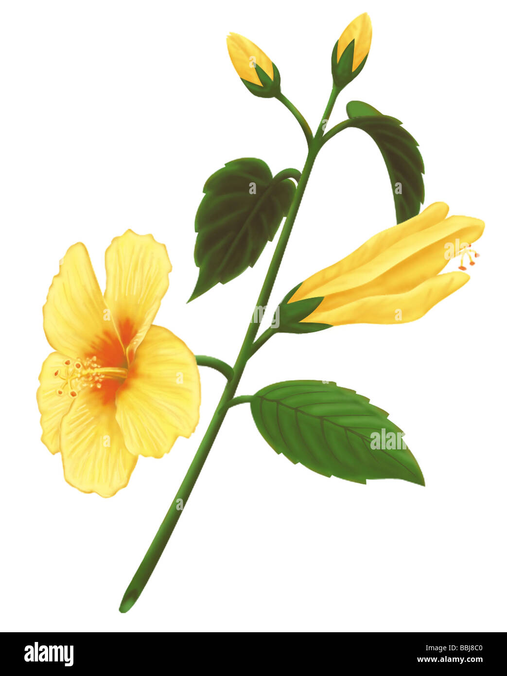 Dibujo de un amarillo hibiscus, la flor del estado de Hawaii. Foto de stock