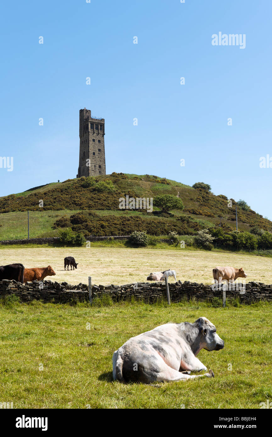 Ganado en frente de la torre de Victoria en la Colina del Castillo, Huddersfield, West Yorkshire, Inglaterra Foto de stock