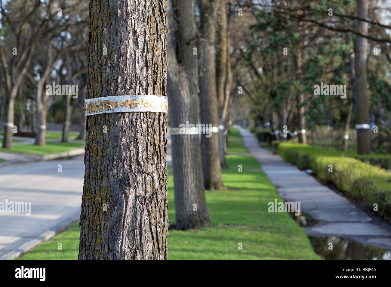 Bandas de árbol en American Olmos, Winnipeg, Manitoba, Canadá. Foto de stock