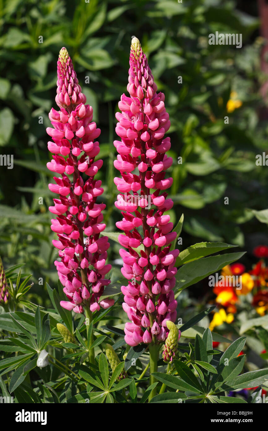 Gran dejados Lupino, Big-dejados Lupino, Jardín lupino (Lupinus polyphyllus), planta decorativa Foto de stock