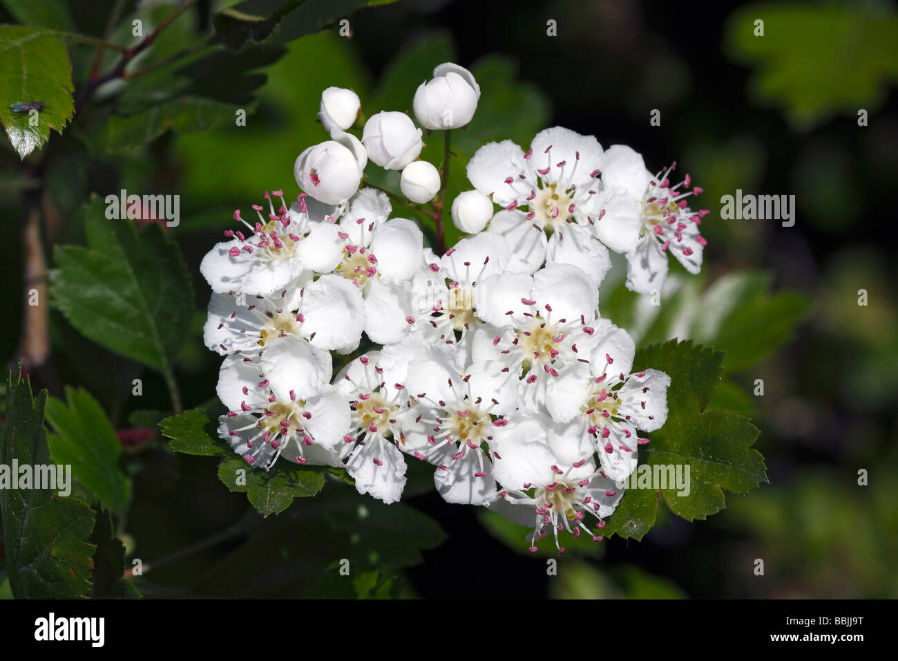 Floración Midland Hawthorn, Woodland, Mayflower espino (Crataegus laevigata) Planta medicinal Foto de stock
