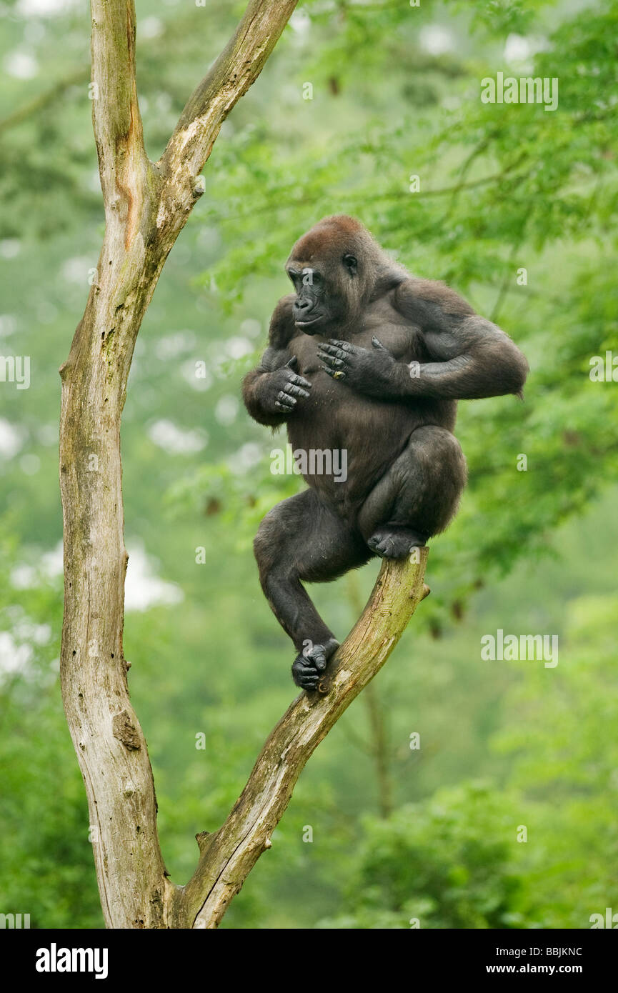 Gorila de las tierras bajas occidentales (Gorilla gorilla gorilla) Foto de stock